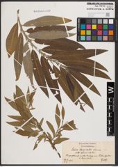 Foto von Salix dasyclados Wimm.
